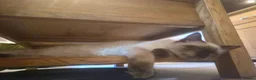 Ragdoll cats for sale: 1 gorgeous fluffy male ragdoll kittens - Advert 21
