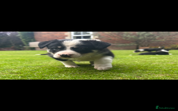 Border Collie dogs for sale: Gorgeous Border Collie Puppies  - Image 23