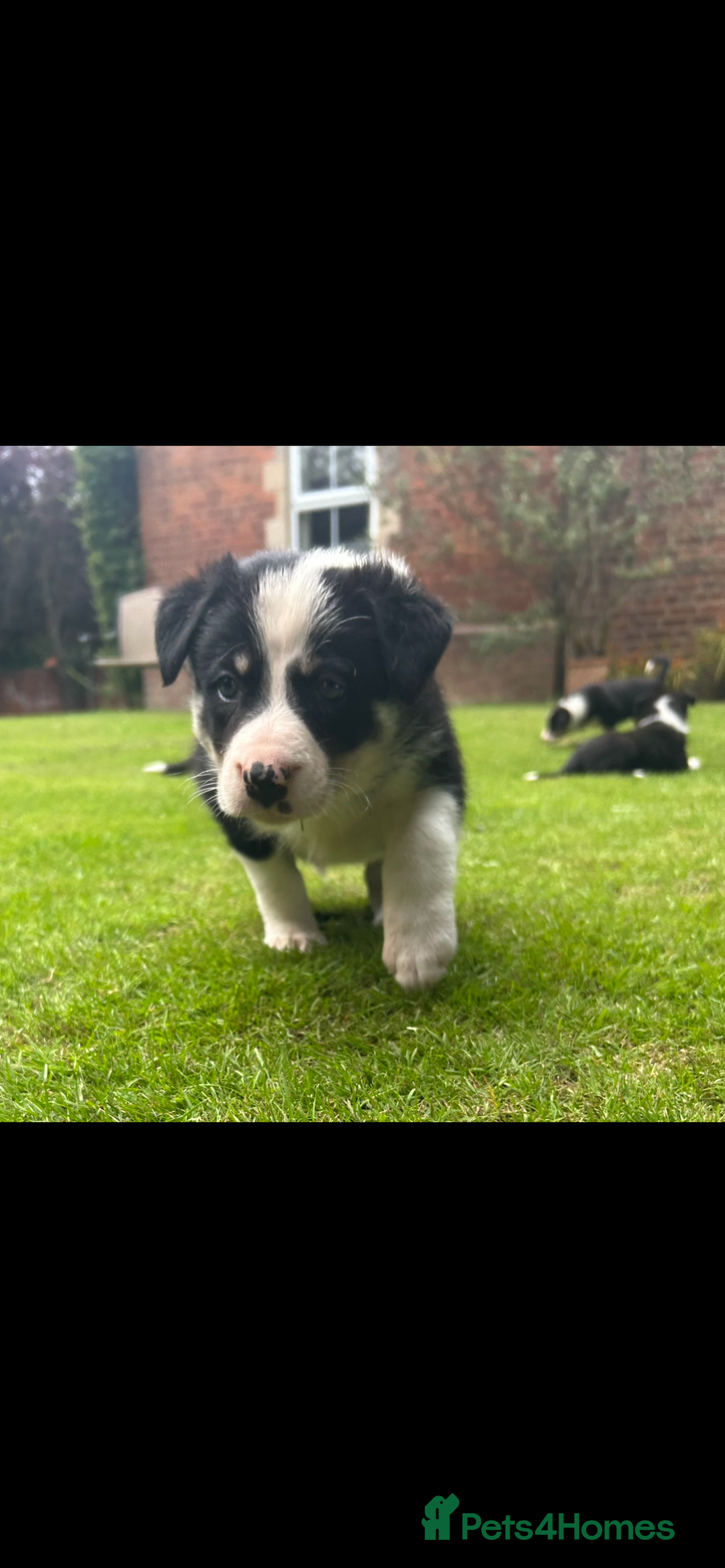 Border Collie dogs for sale: Gorgeous Border Collie Puppies  - Image 23