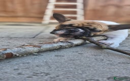French Bulldog dogs for sale: French Bulldog - Image 5