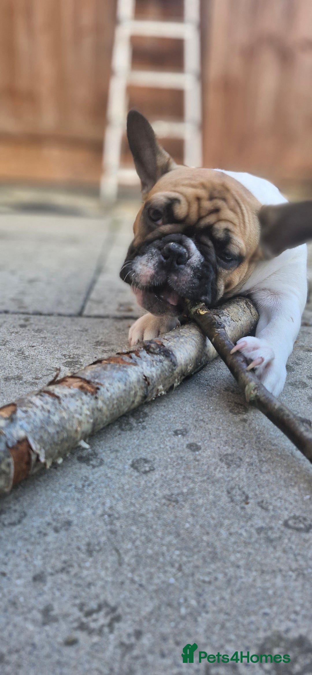 French Bulldog dogs for sale: French Bulldog - Image 5