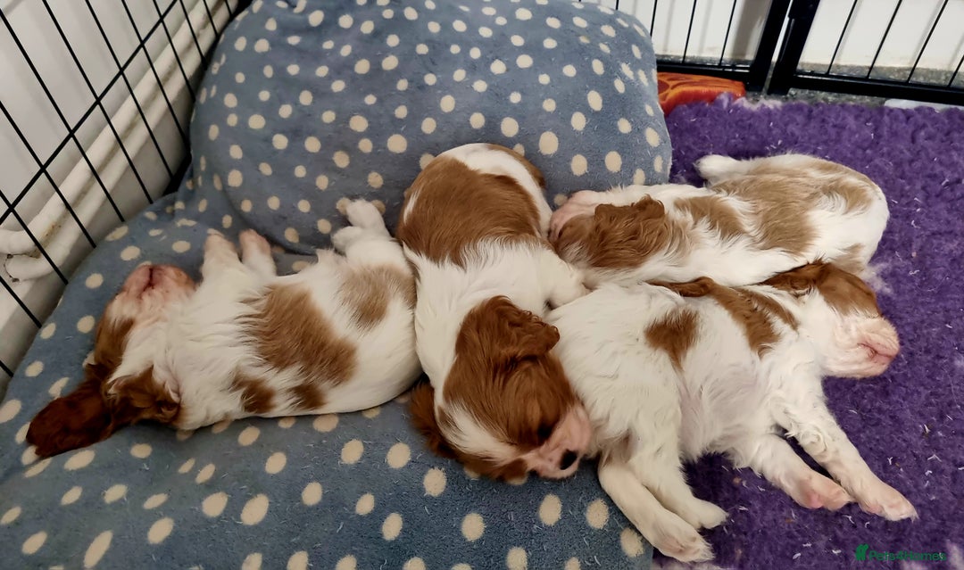 Cavalier King Charles Spaniel dogs for sale: Beautiful Blenheim puppies  - Image 5