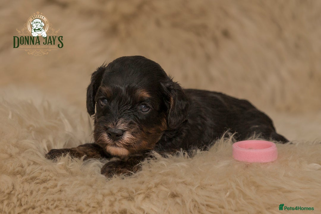 Cavapoo dogs for sale: DonnaJay’sCelebrityK9s EXCELLENT Trustpilot,Google - Advert 9
