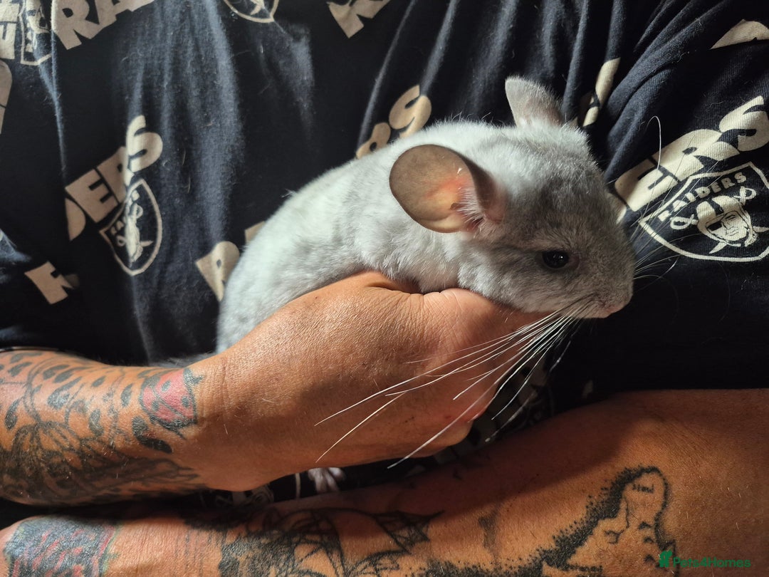 Chinchilla rodents for sale: White mosaic chinchilla  - Image 5