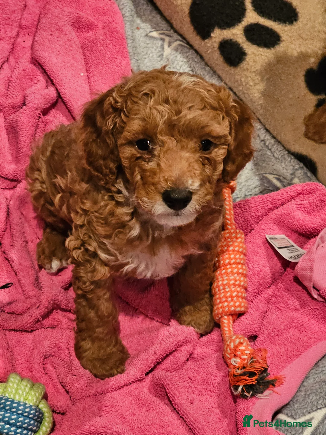 Cockapoo dogs for sale: Cockerpoo F1b Pups for sale (Ready to be rehomed) - Advert 32