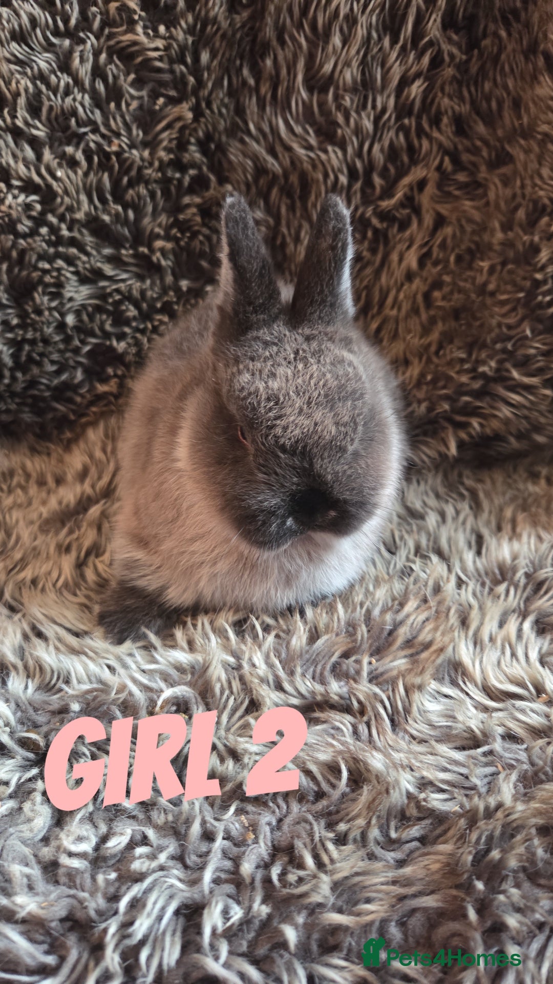Netherland Dwarf rabbits for sale: Baby Netherland Dwarfs  - Advert 3