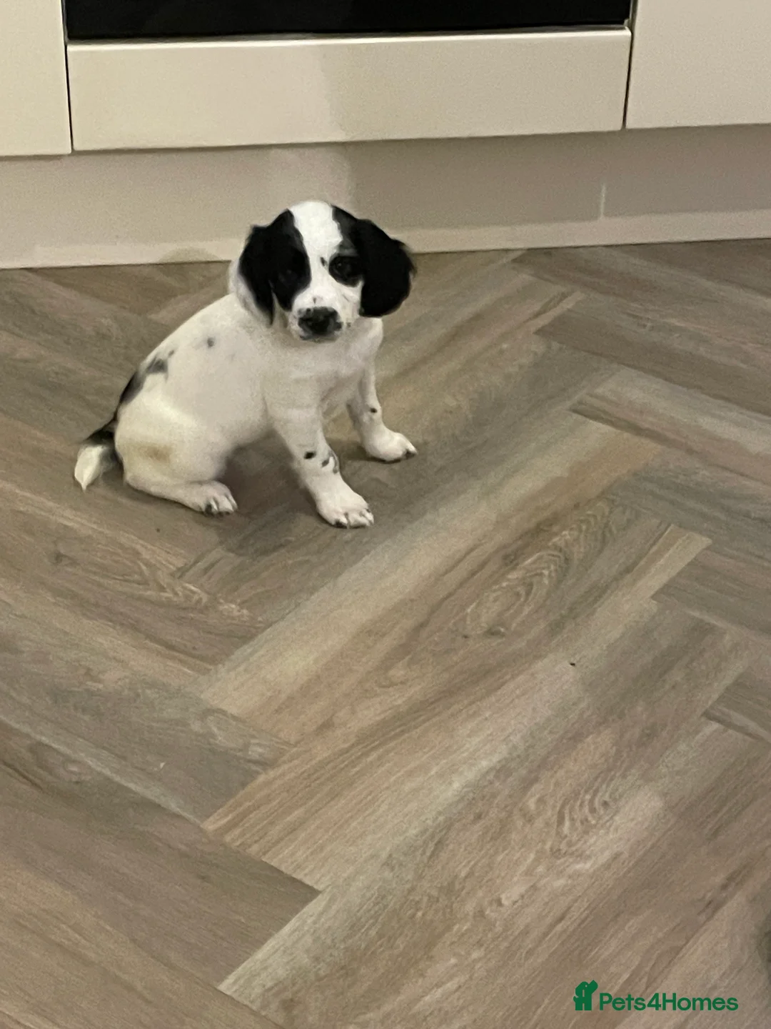 English Springer Spaniel dogs for sale: English Springer Spaniel puppies  - Advert 8