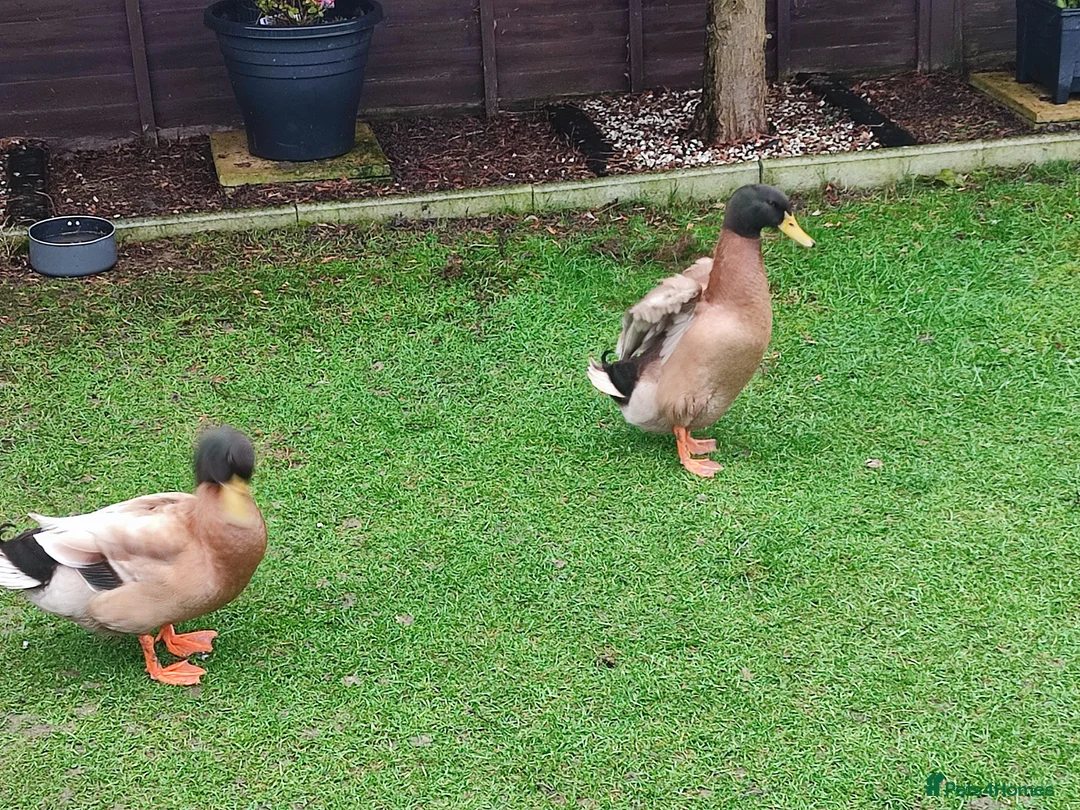 Ducks poultry for sale: 2 male ducks that need a for ever home - Advert 1