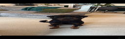 Rottweiler dogs for sale: 3yr old Female Rottweiler  - Advert 2