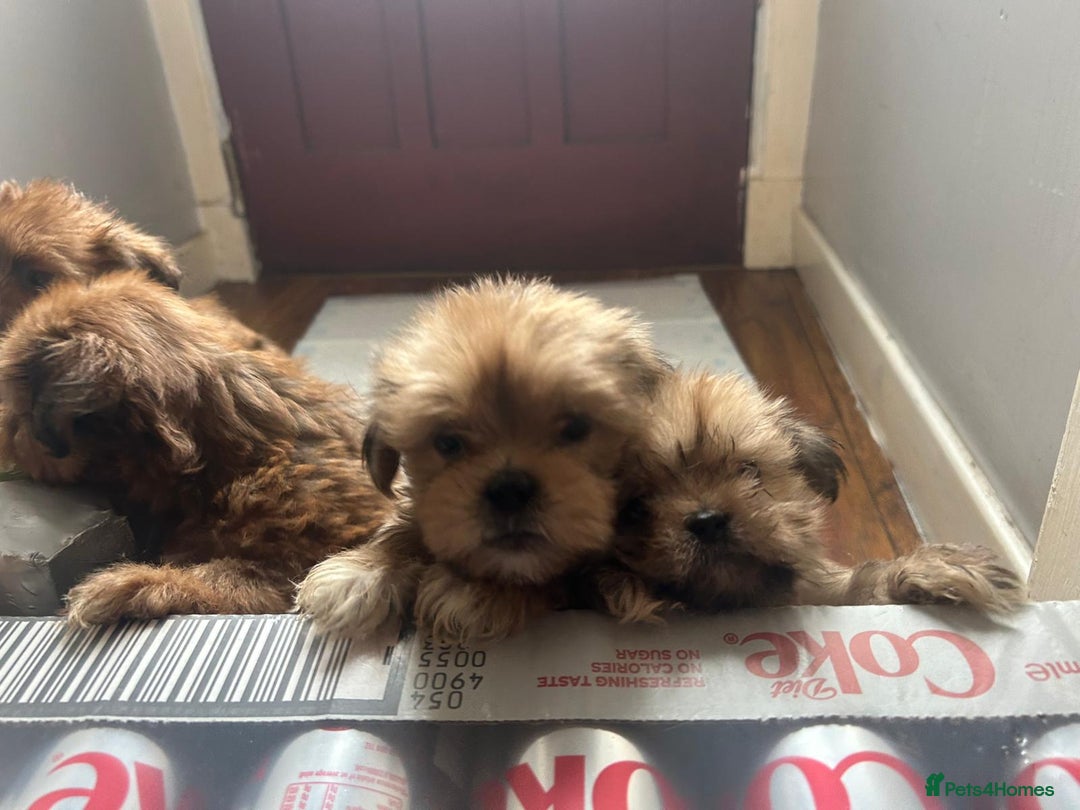 Lhasa Apso dogs for sale: Red and tan Lhasa apso puppies  - Image 10