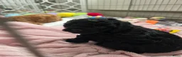 Cavapoo dogs for sale: READY FOR NEW HOME CAVAPOO GIRL - Advert 20