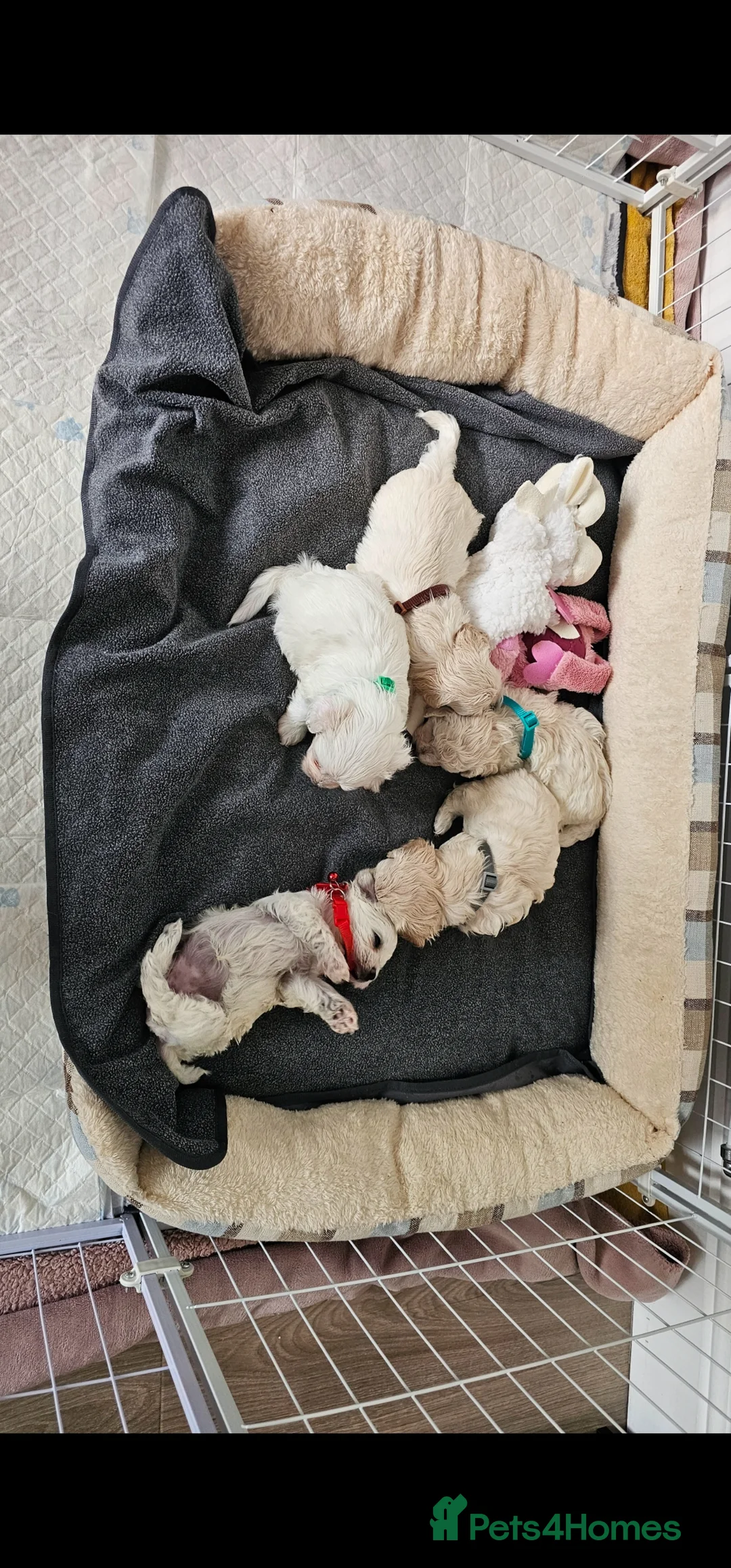 Bichon Frise dogs for sale: ♥️Fluffy Bichon Frise Puppies♥️ - Advert 8