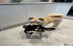 Chow Chow dogs for sale: Chow chow girl seeking a new home  - Image 3
