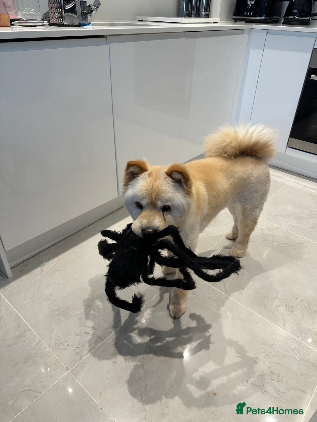 Chow Chow dogs for sale: Chow chow girl seeking a new home  - Image 3