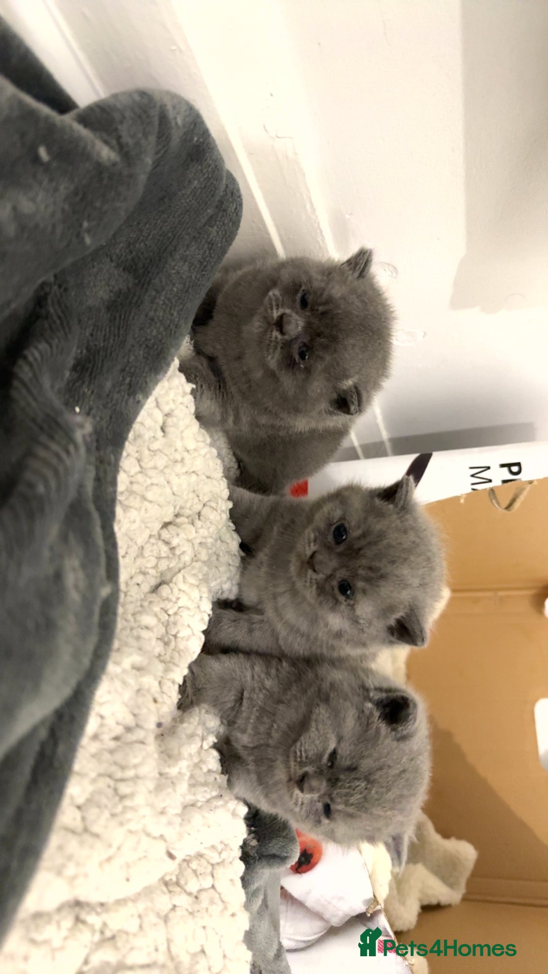 British Shorthair cats for sale: British short hairs  - Image 3