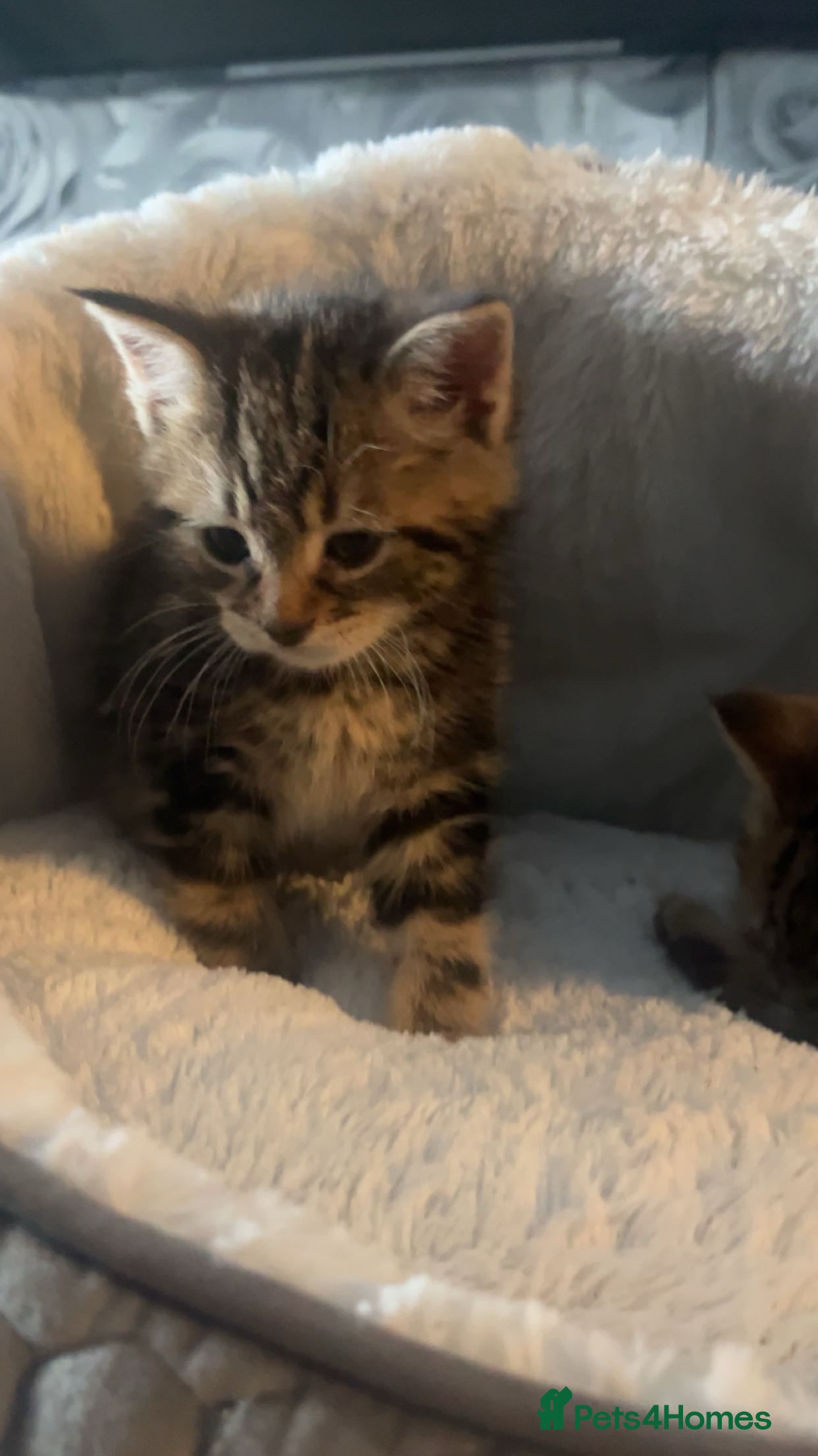 Mixed Breed cats 8 week old 1 boy 1 girl  - Advert 8