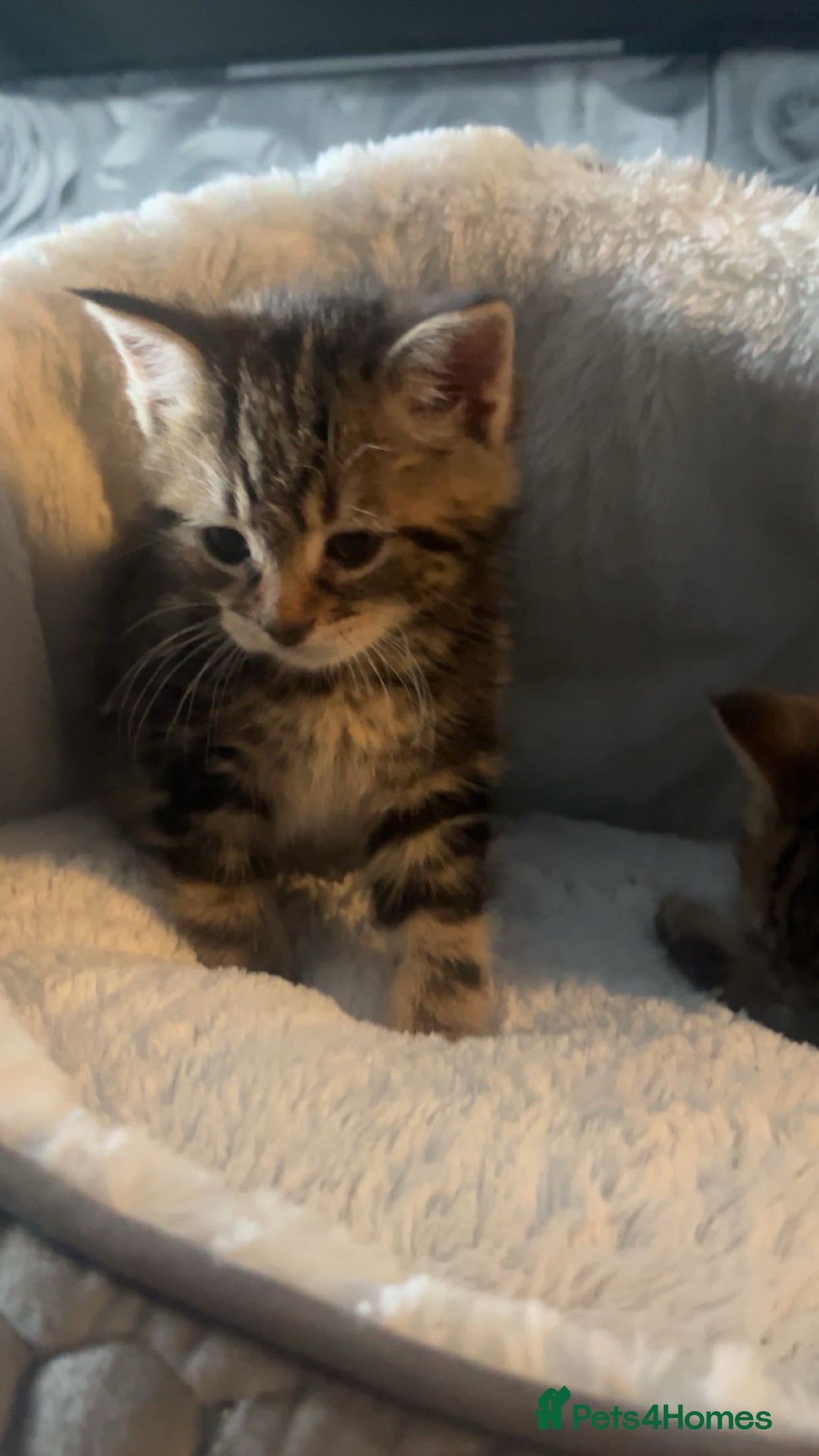 Mixed Breed cats for sale: 8 week old 1 boy 1 girl  - Advert 1