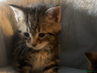 Mixed Breed cats 8 week old 1 boy 1 girl - Advert 8
