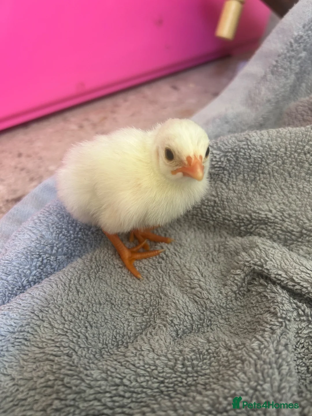 Guinea Fowl poultry for sale: Guinea keets - Advert 1