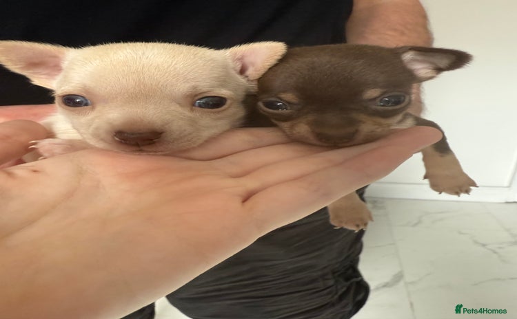 Chihuahua dogs - Advert 1