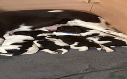 English Springer Spaniel dogs for sale: Exceptional English Springer Spaniels. - Image 6