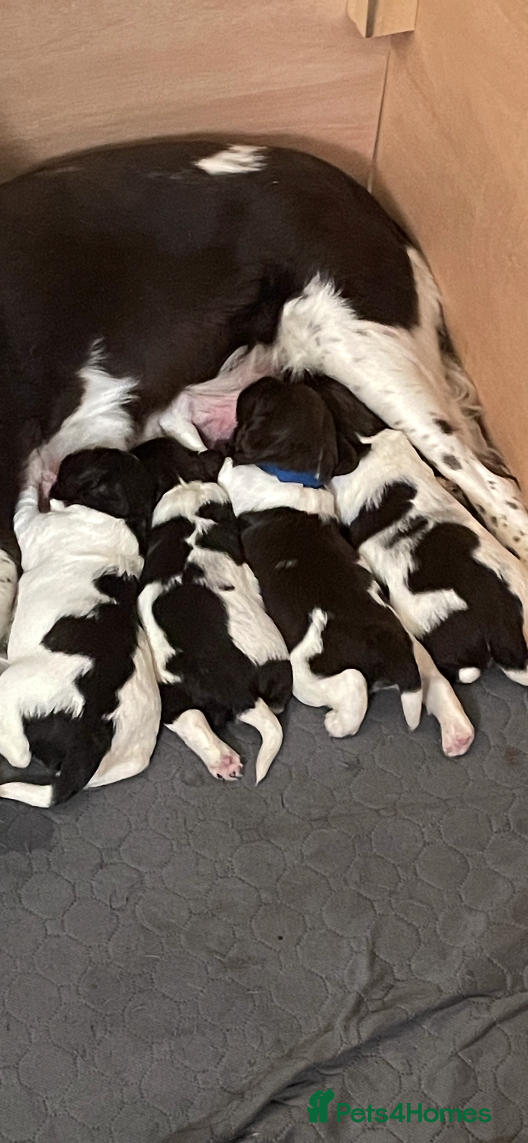 English Springer Spaniel dogs for sale: Exceptional English Springer Spaniels. - Image 6