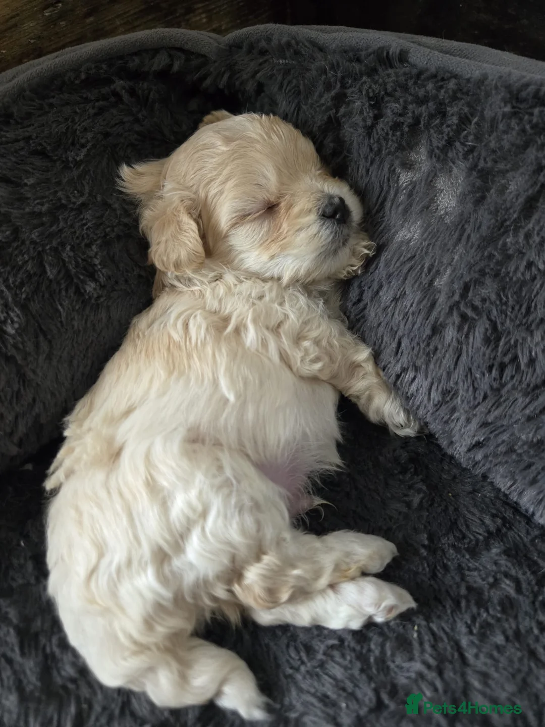 Maltipoo dogs for sale: F1🎀Maltipoo 🎀Luxury rare🎀 KC parents - Advert 28