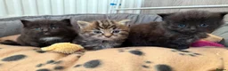 Maine Coon cats for sale: X3 Maine Coon Tabbys  - Advert 20