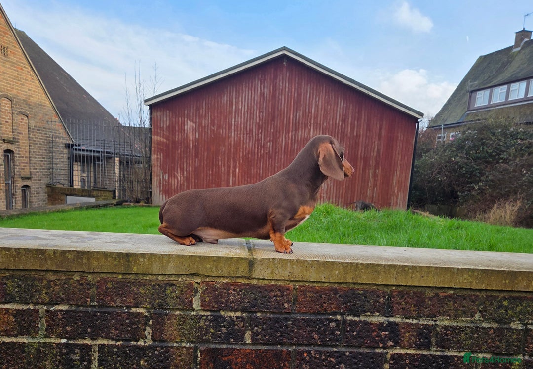 Miniature Dachshund dogs for stud: Choc & Tan carrying blue & piedball Mini Stud - Advert 10