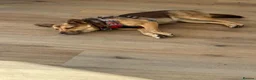 Mixed Breed dogs for adoption: ❤️🐶 RUBAH – PROFESSIONAL CUDDLE COLLECTOR in Ely - Advert 16