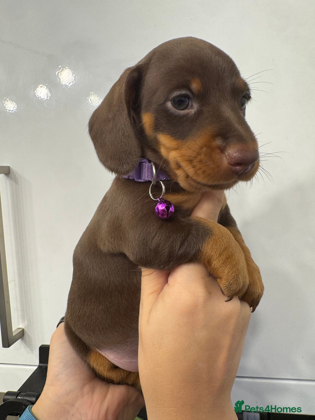 Miniature Dachshund dogs for sale: KC reg miniature dachshund puppies 4 girls 4 boys - Advert 6