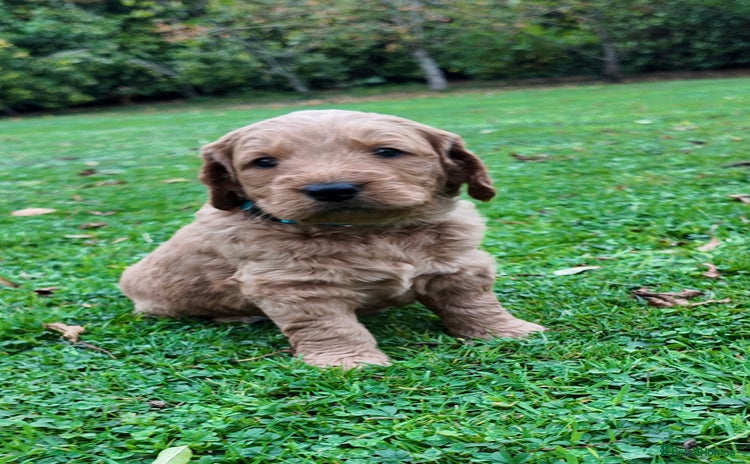 Mini Goldendoodle dogs - Advert 1