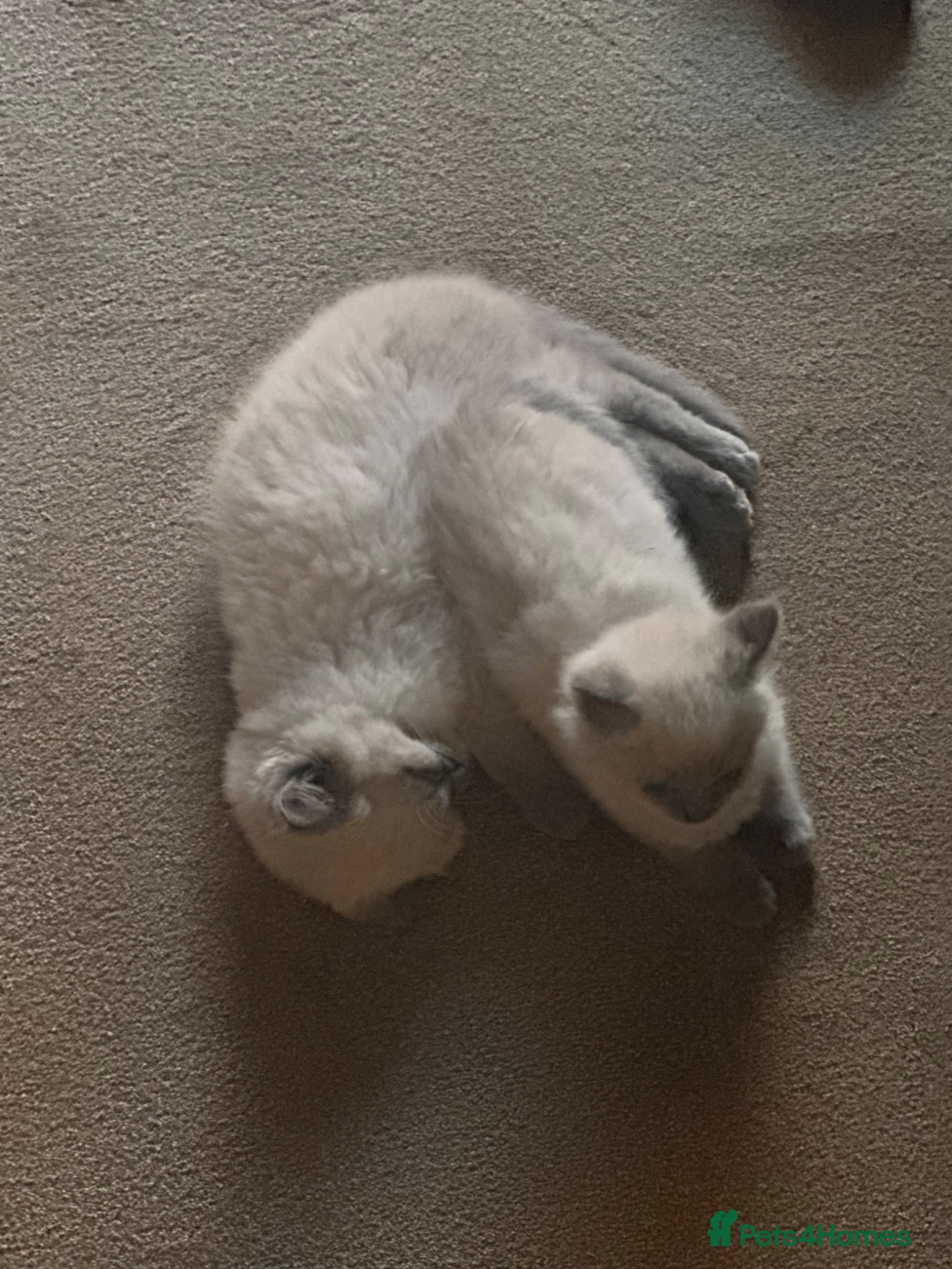 Ragdoll cats Beautiful ragdoll for sale last one  - Advert 2