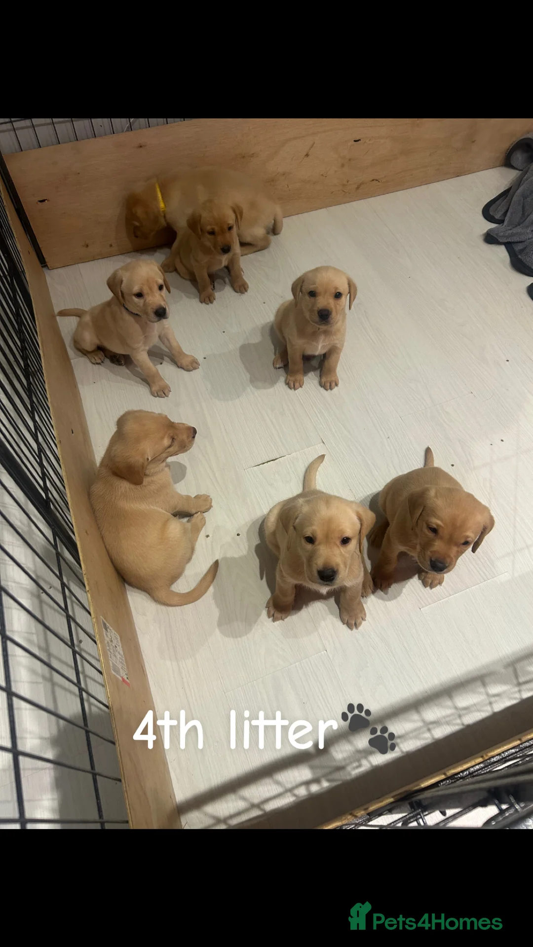 Labrador Retriever dogs for stud: 🌟 Kennel Club Registered Proven Labrador Stud 🌟 in Dundee - Advert 17