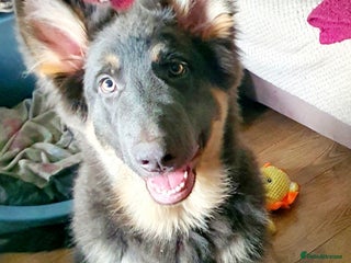 German Shepherd dogs Stitch - Advert 1