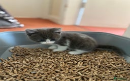 Mixed Breed cats for sale: beautiful kittens - Image 35