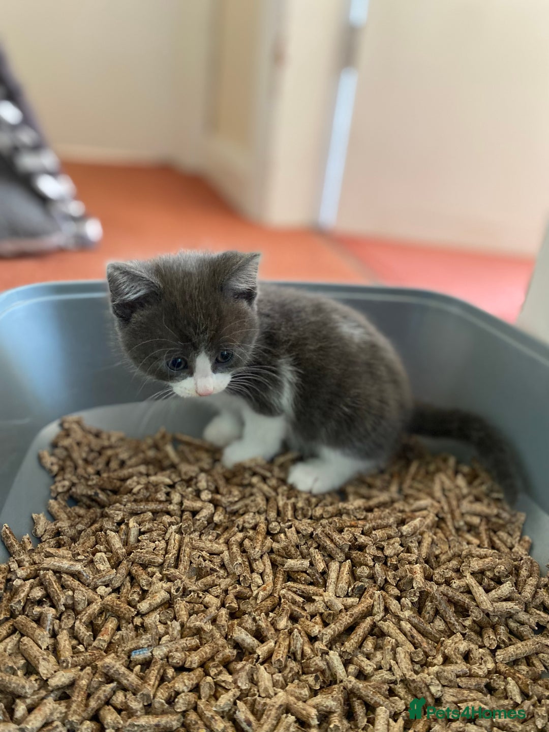 Mixed Breed cats for sale: beautiful kittens - Image 35