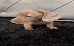 Miniature Dachshund dogs for sale: *ready to leave * Beautiful miniature dachshund  - Image 4