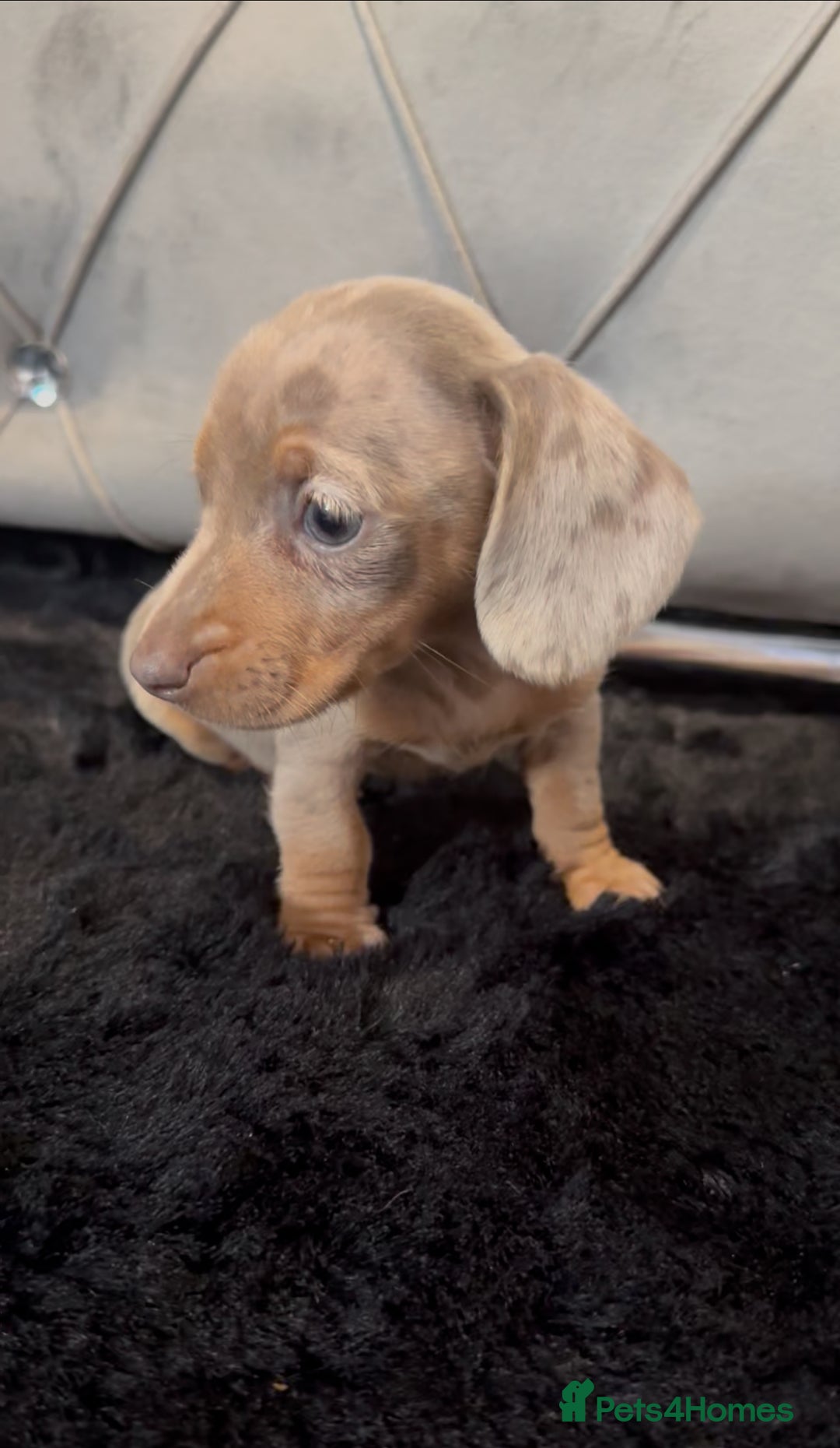 Miniature Dachshund dogs for sale: *ready to leave * Beautiful miniature dachshund  - Image 4