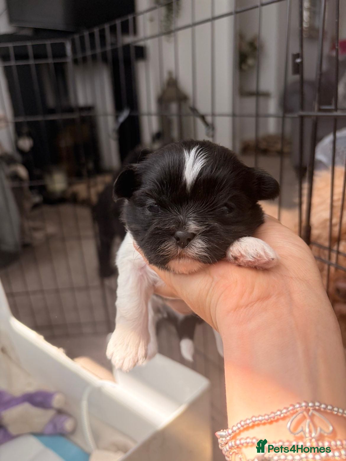 Shih Tzu dogs Imperial Shihtzu Puppies - Advert 1