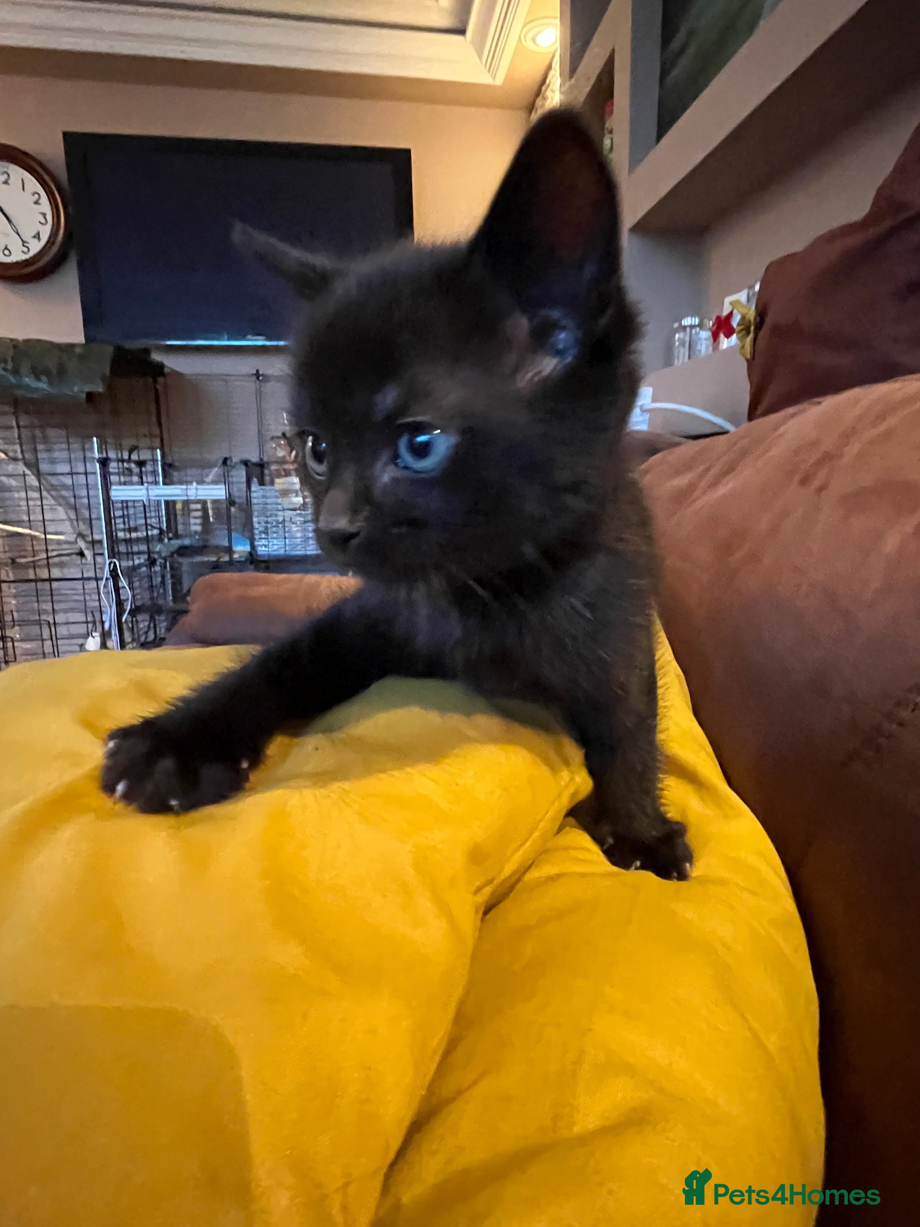 Bombay cats Adorable Bombay Kittens Looking for Loving Homes in Farnborough - Advert 1