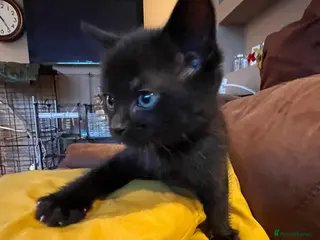 Bombay cats Adorable Bombay Kittens Looking for Loving Homes in Farnborough - Advert 1