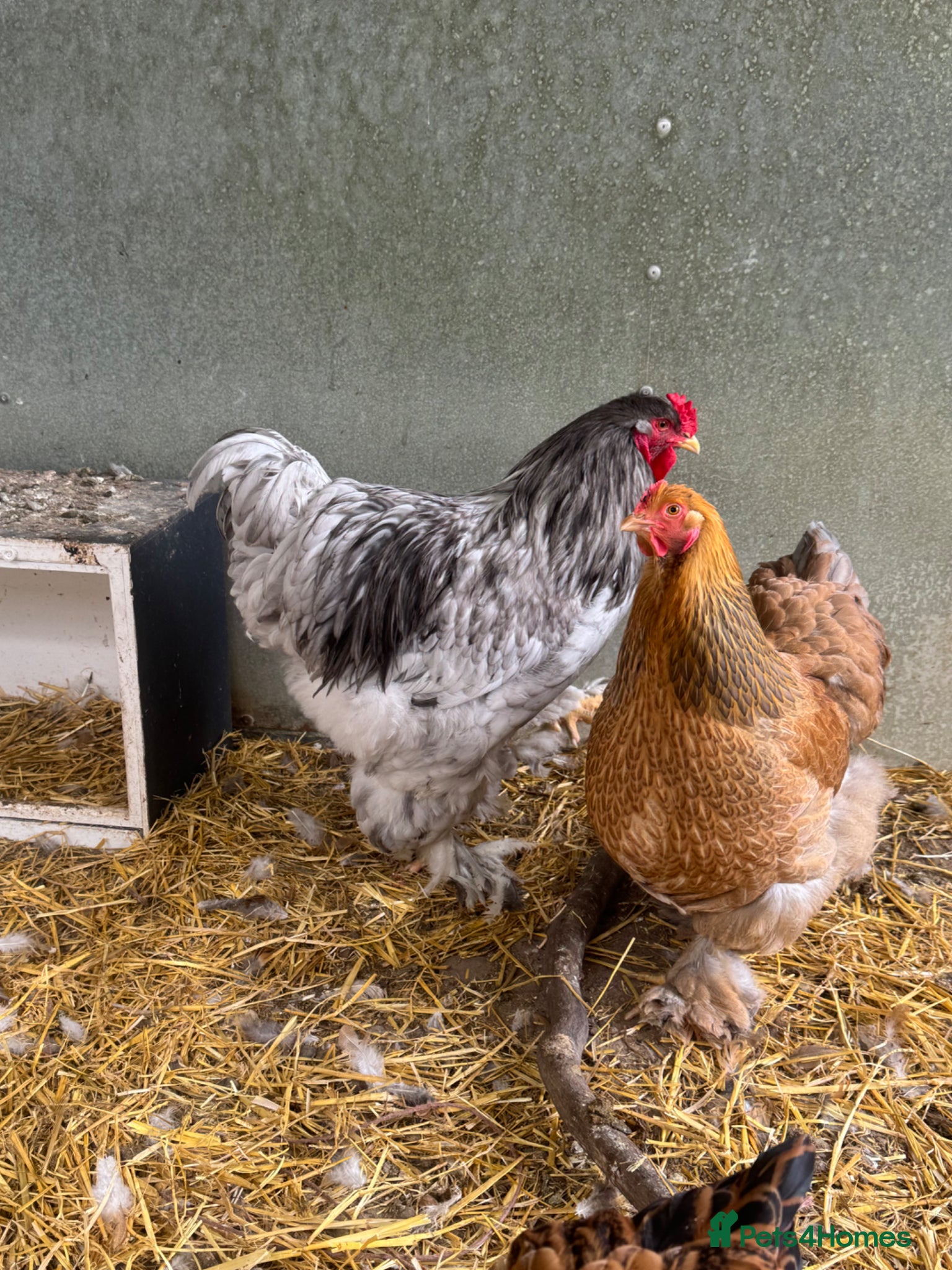 Chickens poultry Big Brahma hatching eggs mixed colours x 6  - Advert 2