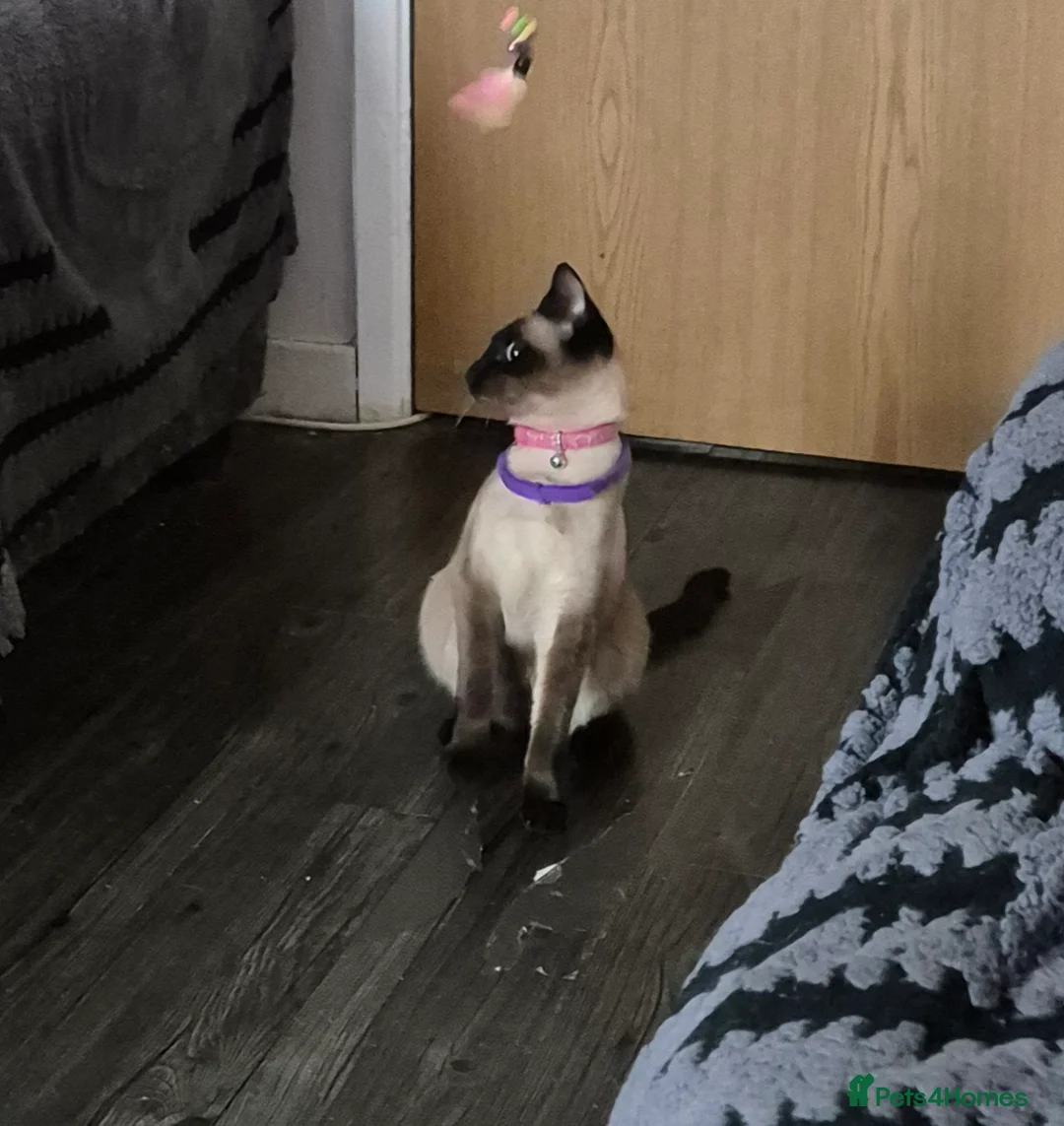 Siamese cats for sale: Stunning traditional siamese female - Advert 2