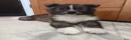 Pomsky dogs for sale: Pomsky puppy's  - Advert 10