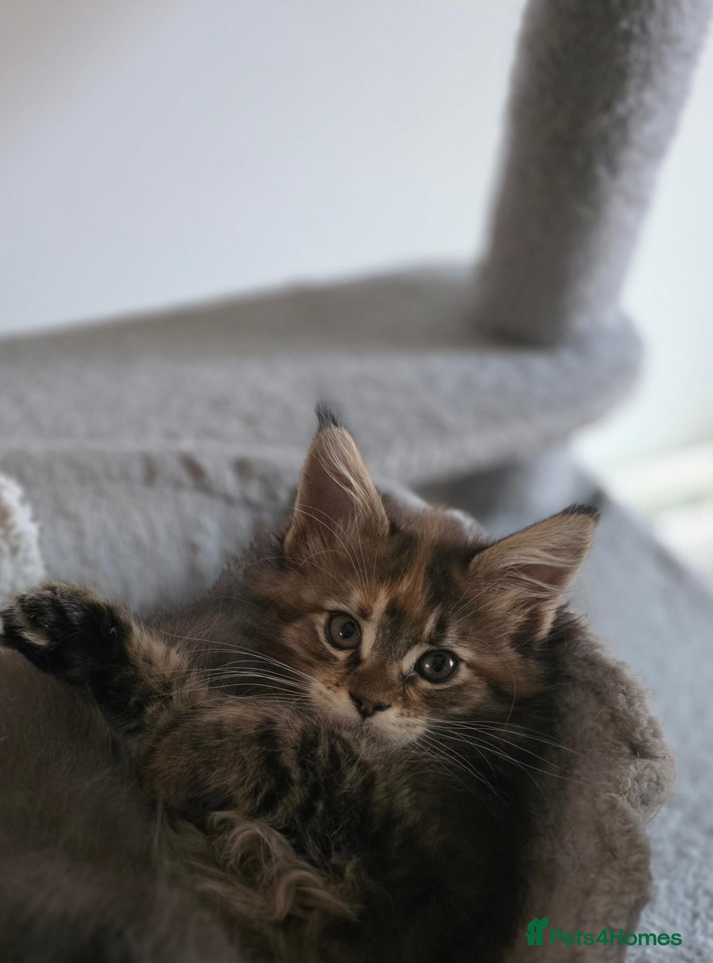 Maine Coon cats XXL Russian main coons - Advert 5