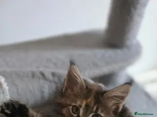 Maine Coon cats XXL Russian main coons - Advert 5