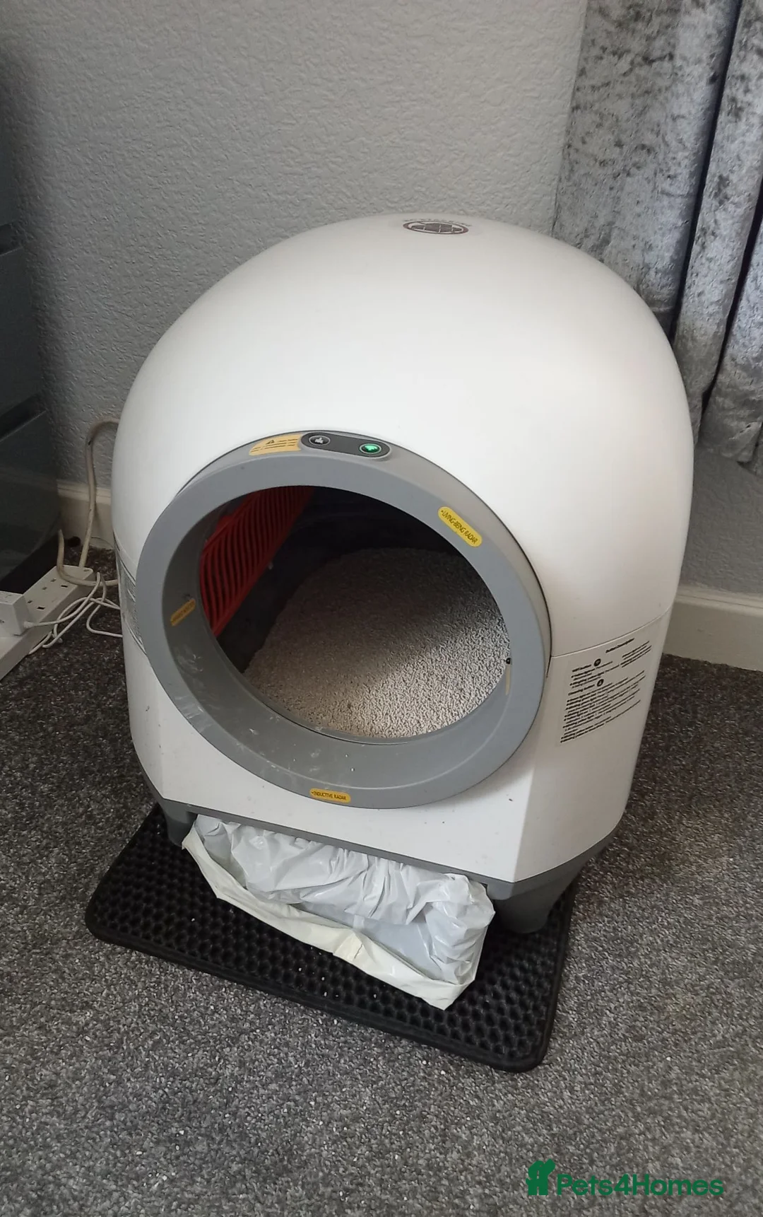 Maine Coon cats for sale: Female silver/Grey Maine Coon - Advert 2