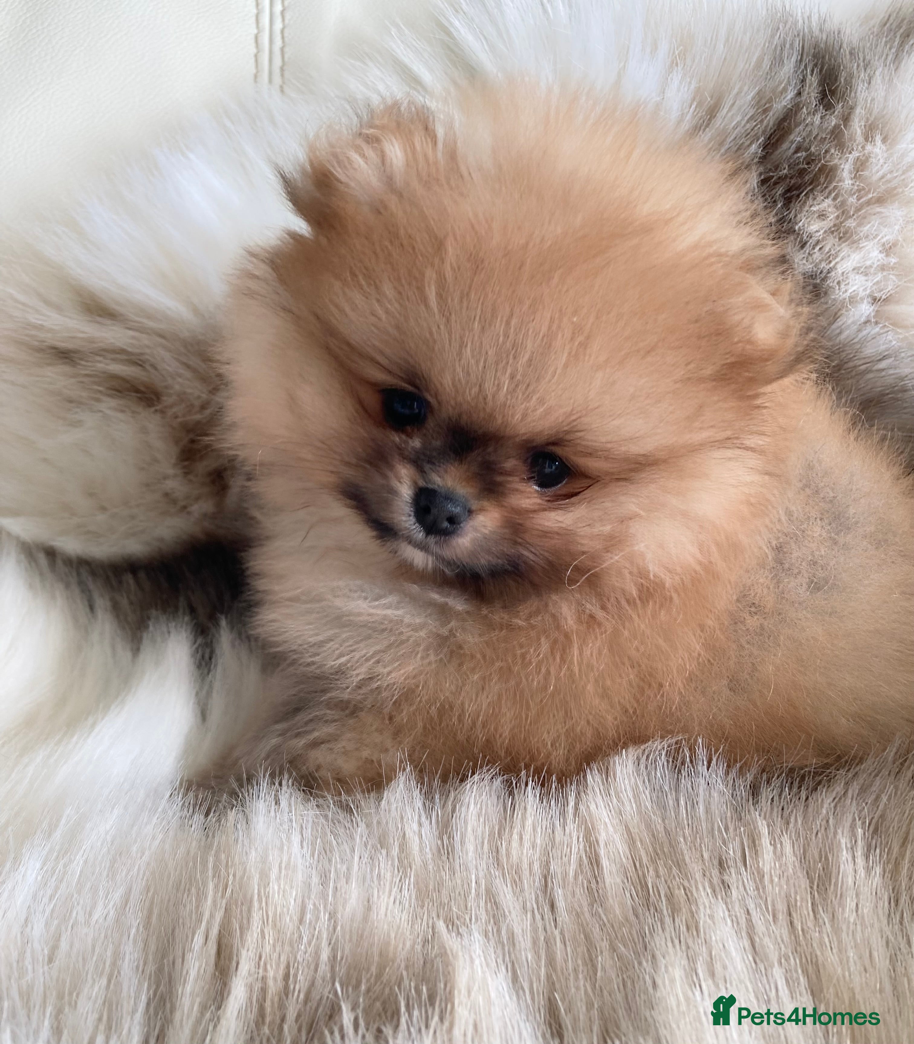 Pomeranian dogs OUTSTANDING SHOW TYPE ORANGE BOY AVAILABLE   - Advert 4