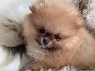 Pomeranian dogs OUTSTANDING SHOW TYPE ORANGE BOY AVAILABLE - Advert 5